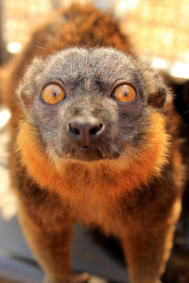 Collared Brown Lemur