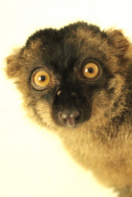 Common Brown Lemur