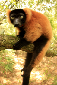 Red Ruffed Lemur