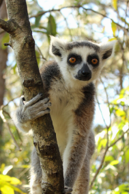 Ring-tailed Lemur