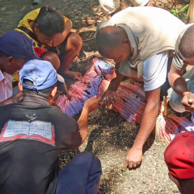 Reforestation seed training