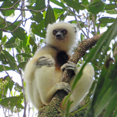 Adult silky sifaka male named LFV, Marojejy National Park