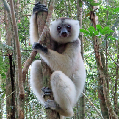 Subadult silky sifaka male named MBV, Marojejy National Park