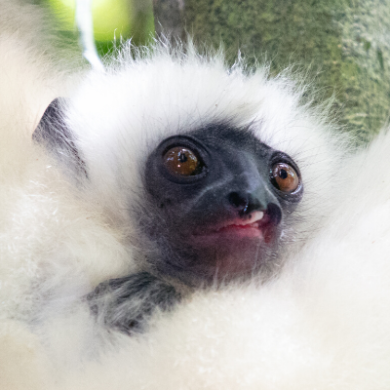 Silky sifaka infant, Marojejy National Park