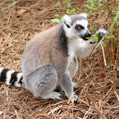 An LCF ring-tailed lemur eating a native plant in one of the reserve's forest habitats