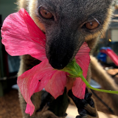 An LCF lemur eats hibiscus grown at the reserve