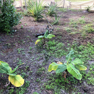 Lemur food grown as part of LCF's sustainable gardening