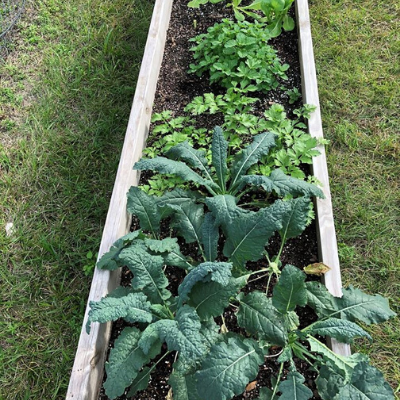 Lemur food grown as part of LCF's sustainable gardening