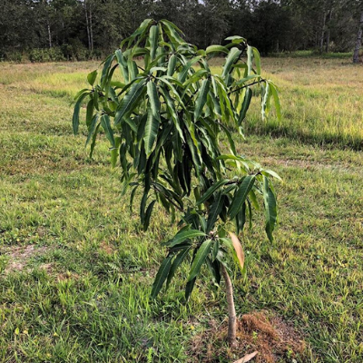 A tree planted at LCF's reserve for use as browse