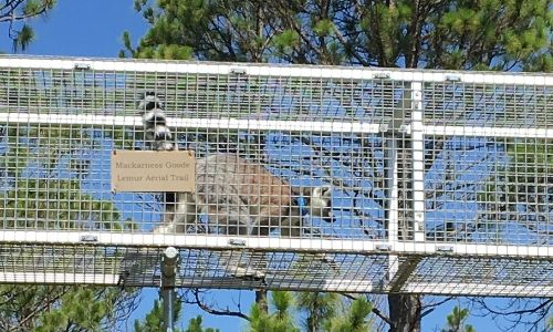 Mackarness Goode Lemur Aerial Trail