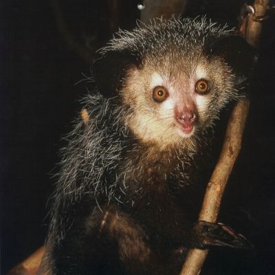 Aye-aye lemur looking into camera