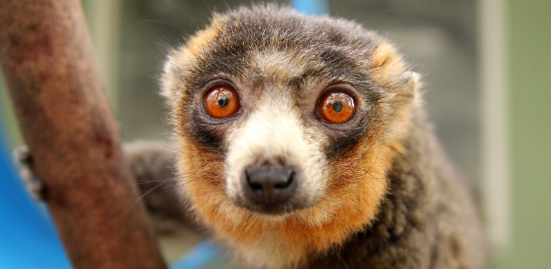 BP - 2020 03 Guillermo 2-3 LCF mongoose lemur Guillermo