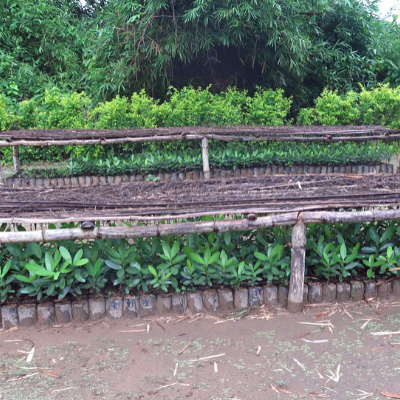 Madagascar tree nursery supported by LCF