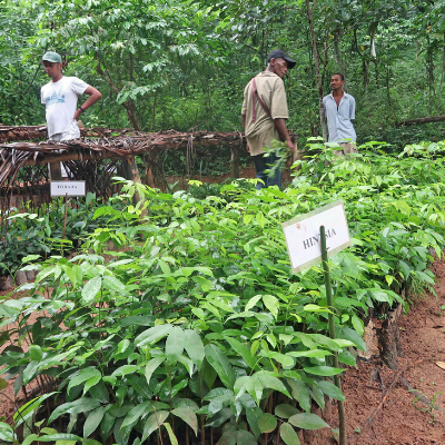 Madagascar tree nursery supported by LCF