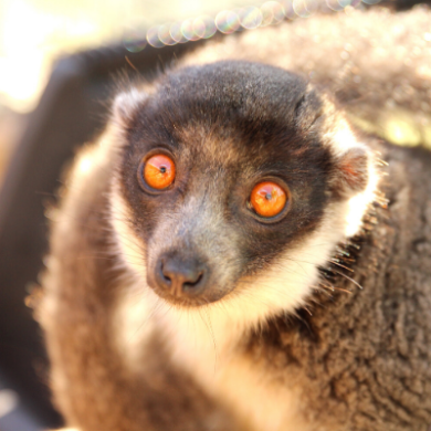 BP - 2020 03 Rosalita 1-3 LCF mongoose lemur Rosalita