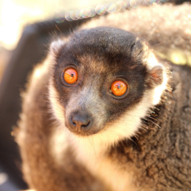 LCF mongoose lemur Rosalita