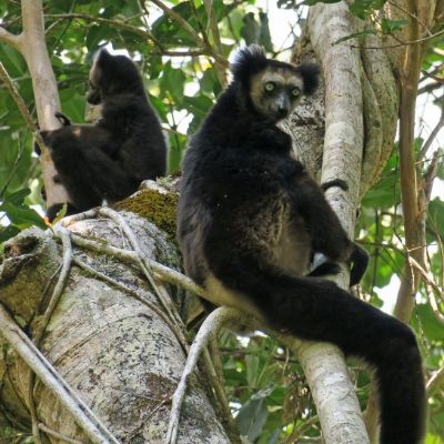 Indri mother and infant in tree