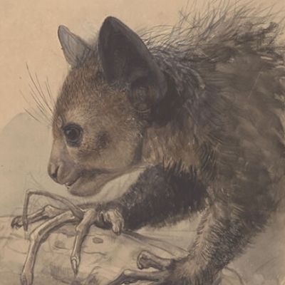 Sketch of an aye-aye