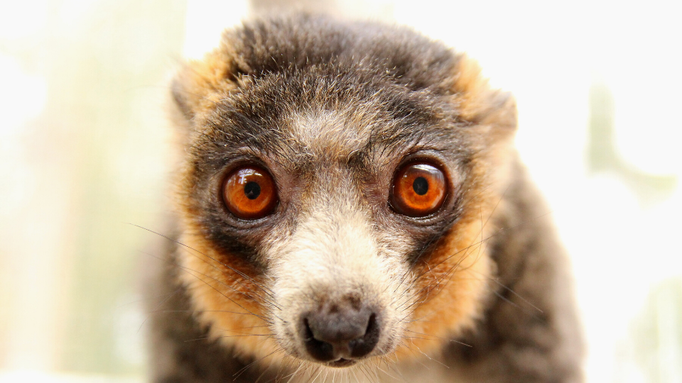 Meet mongoose lemur Guillermo