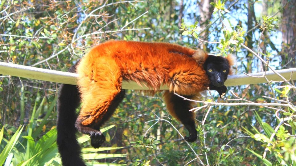 Meet red ruffed lemur Volana