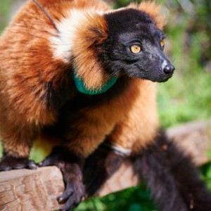 LCF red ruffed lemur