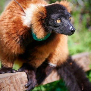 COVID-19 (2) LCF red ruffed lemur