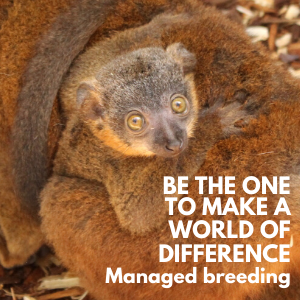 GC20 LCF Webpage - Managed Breeding (1) LCF Managed Breeding