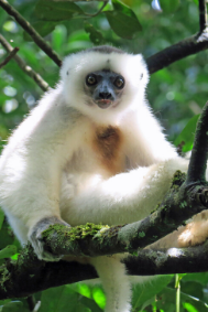 Silky sifaka photographed by Dr. Erik Patel