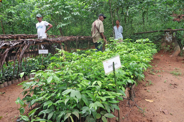 A tree nursery sponsored by LCF and partners in Madagascar.