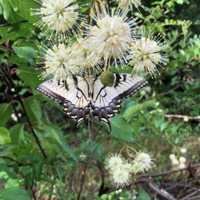 Butterfly at LCF reserve