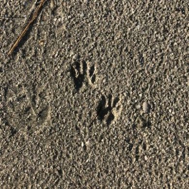 Raccoon tracks at LCF's reserve