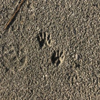 BP - NWF 1-3 (3) Raccoon tracks at LCF's reserve