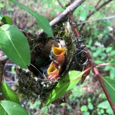 Baby birds at LCF's reserve