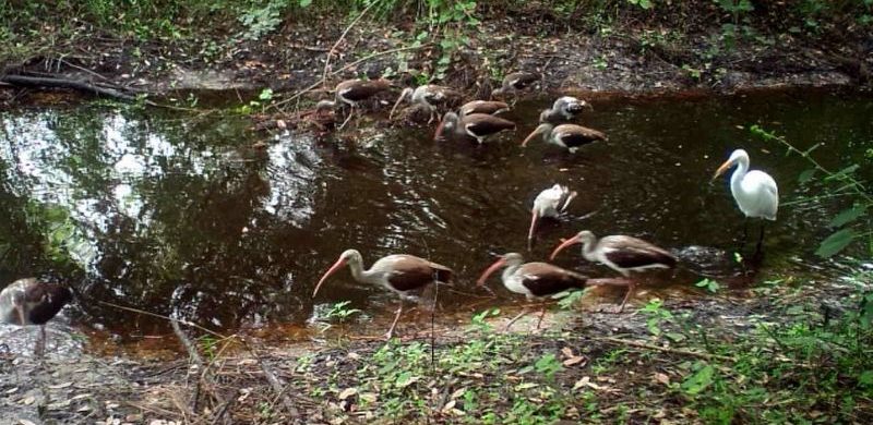 Ibises photographed on an LCF camera trap