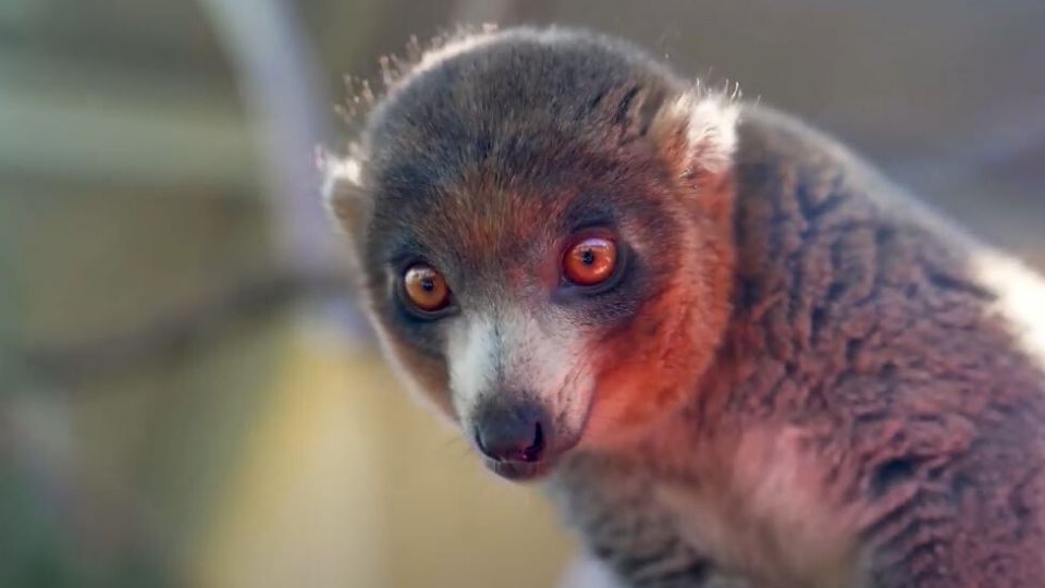 Make a world of difference for endangered lemurs