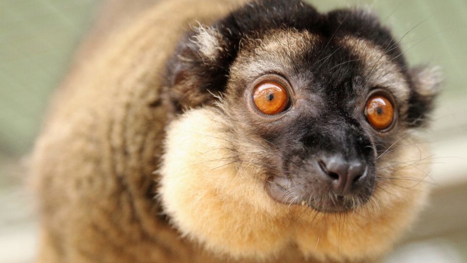 Meet collared brown lemur Olivier