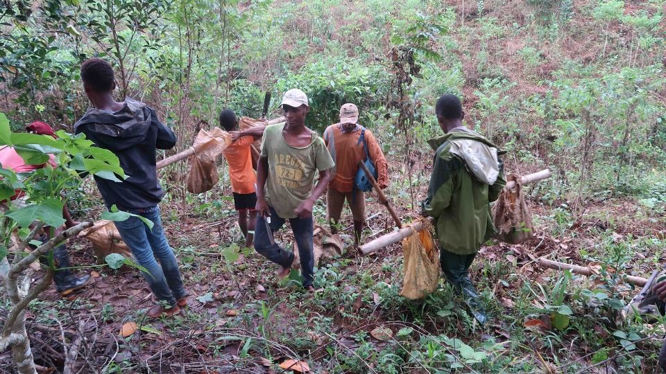 Nearly 28,000 trees planted in Madagascar