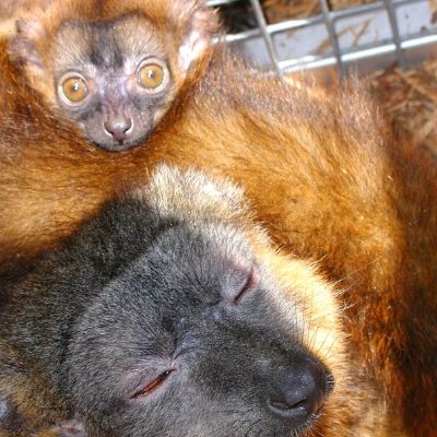 BP - 2020 05 01 FF (1) LCF collared brown Lemur Claire and infant Olivier