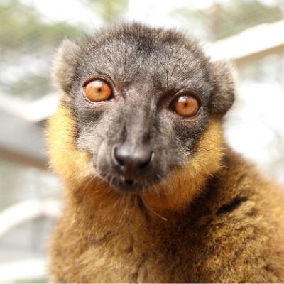 BP - 2020 05 01 FF (2) LCF Collared Brown Lemur Wizard