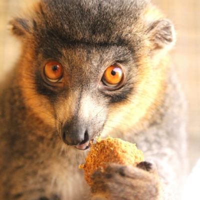 LCF Mongoose Lemur Julio