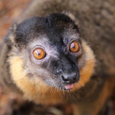 BP - 2020 05 01 FF (4) LCF Collared Brown Lemur Antoine