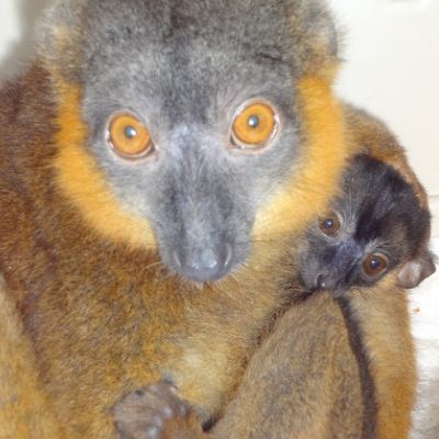 BP - 2020 05 01 FF (5) LCF Collared Brown Lemur Claire and Infant Remy