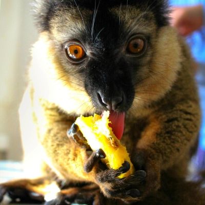 LCF Collared Brown Lemur Olivier