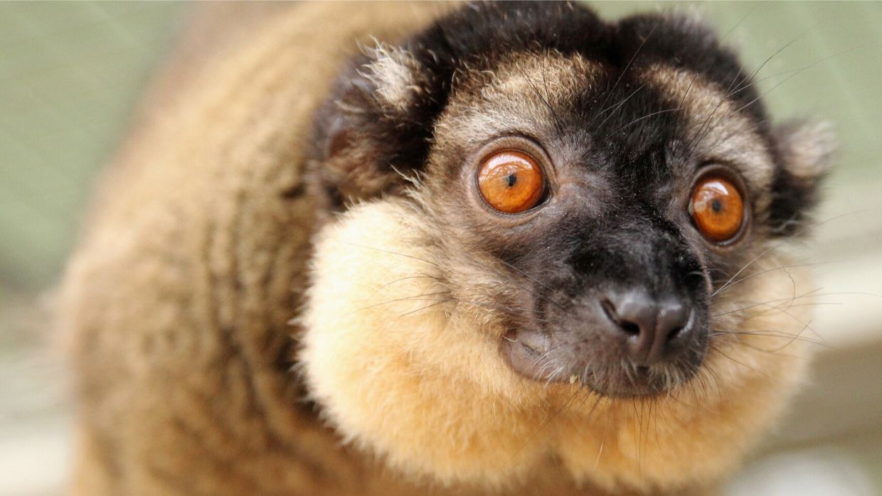 Collared Brown Lemur Olivier