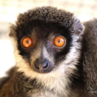 LCF mongoose lemur Julieta