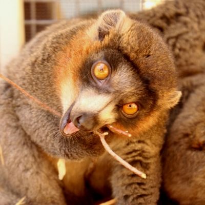 BP - 2020 05 15 FF Merced (2) LCF mongoose lemur Javier
