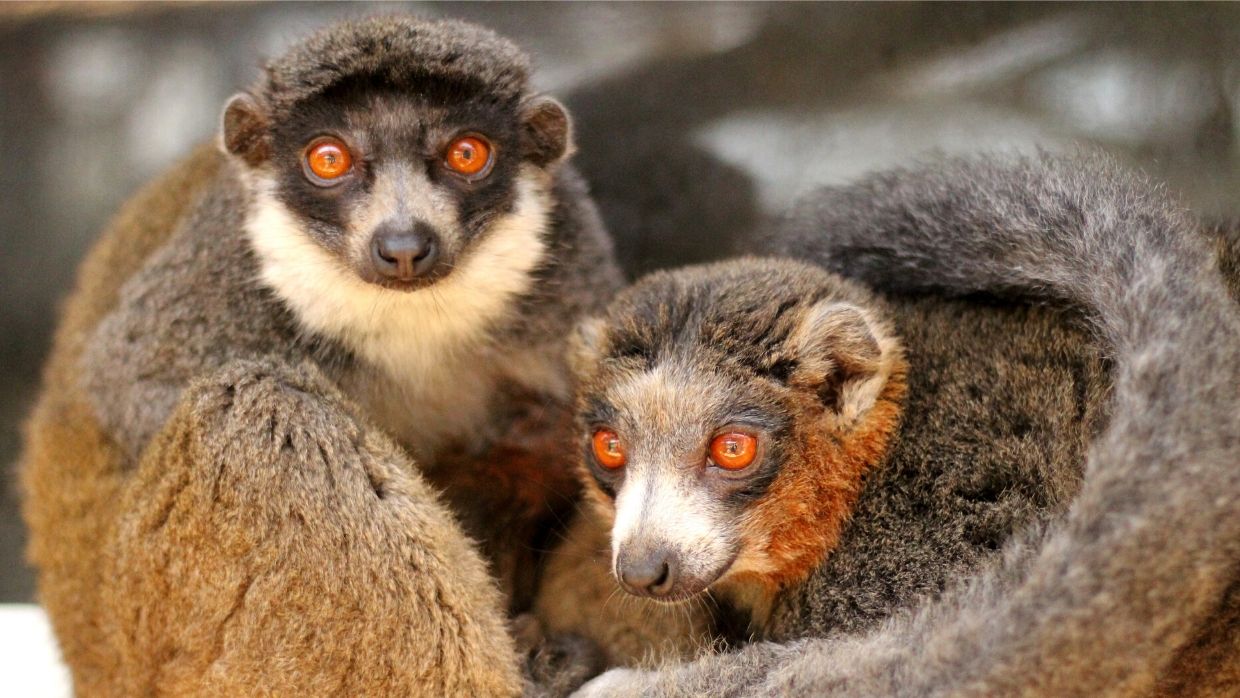 BP - 2020 05 15 FF Merced 3-3 LCF mongoose lemurs Leena and Merced