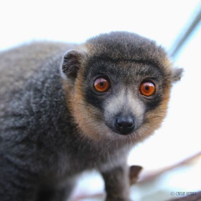 BP - 2020 05 15 FF Merced (3) LCF mongoose lemur Julio