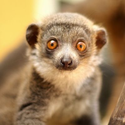 BP - 2020 05 15 FF Merced (4) LCF mongoose lemur Lonzo (2018)