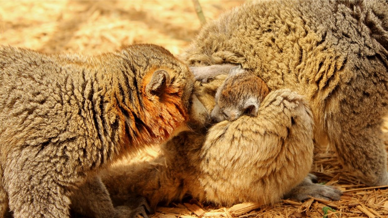 BP - 2020 05 Caitlin 3-3 (2) LCF adult mongoose lemurs with infant photographed by Caitlin Kenney
